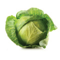 New Crop Round Shape Chinese Fresh Cabbage